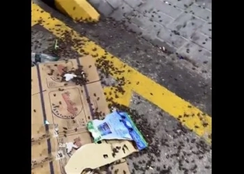 انتشار حشرة باعداد كبيرة
