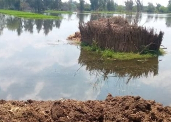 غرق أكثر من 700 فدان