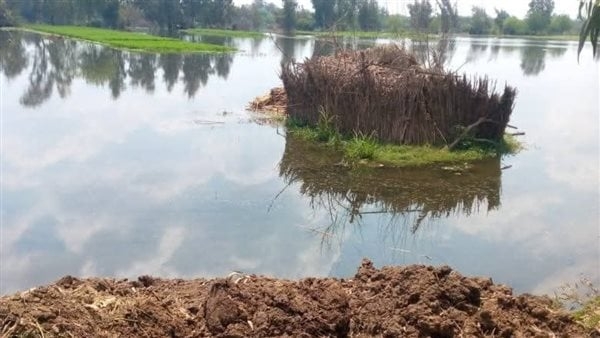 تفاصيل تصريحات المسؤولين عقب غرق أكثر من 700 فدان وكشف ما فعله النيل بالمنوفية 1 غرق أكثر من 700 فدان
