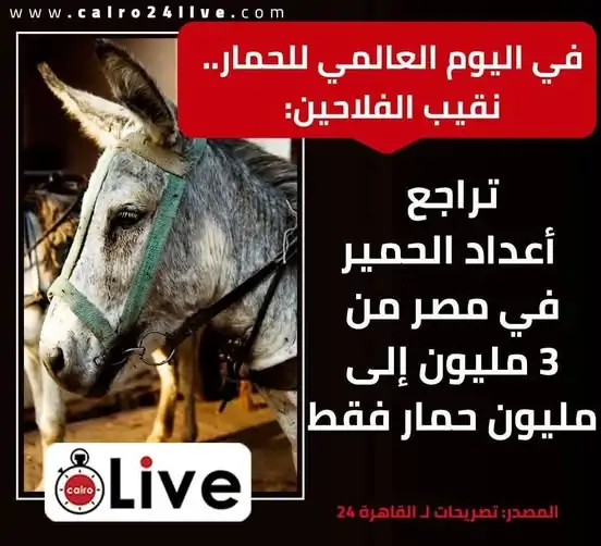 سبب اختفاء 2 مليون حمار في مصر نقيب الفلاحين يكشف السر انخفض من 3 ملايين إلى مليون 2 اختفاء 2 مليون حمار