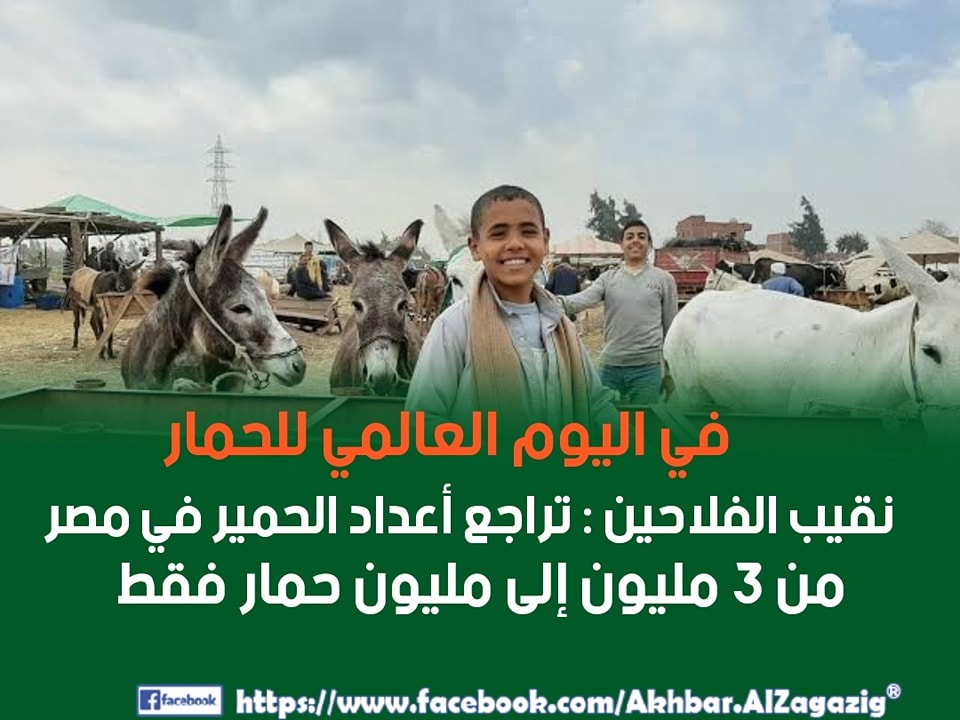 سبب اختفاء 2 مليون حمار في مصر نقيب الفلاحين يكشف السر انخفض من 3 ملايين إلى مليون 4 اختفاء 2 مليون حمار