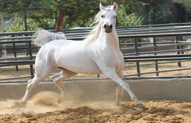 معلومات عن مرض إنفلونزا الخيول بعد تسجيل حالات في الهند 4 مرض إنفلونزا الخيول