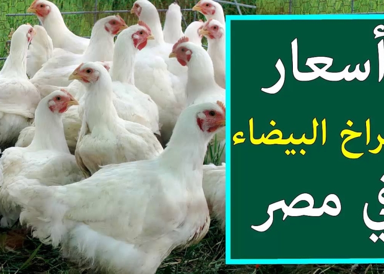 مفاجأة فى سعر الفراخ والبانيه اليوم 10يناير2026 بعد القرارات الحكومية الأخيرة 1 سعر الفراخ اليوم