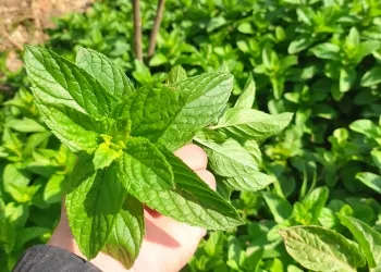النعناع