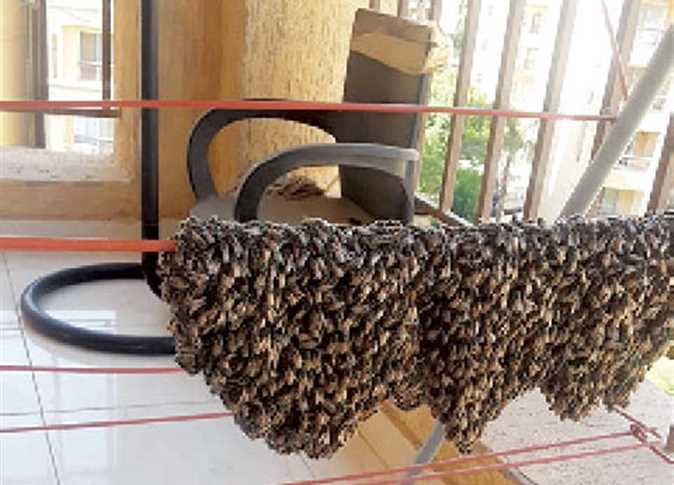 هل قرصة النحلة تسبب الوفاة بعد وفاة ملياردير هندي أعرف التفاصيل 4 pp 6