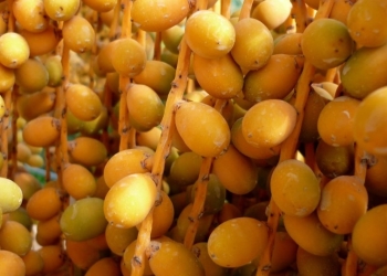 البلح البرحي