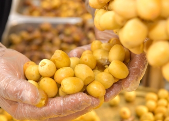 البلح البرحي
