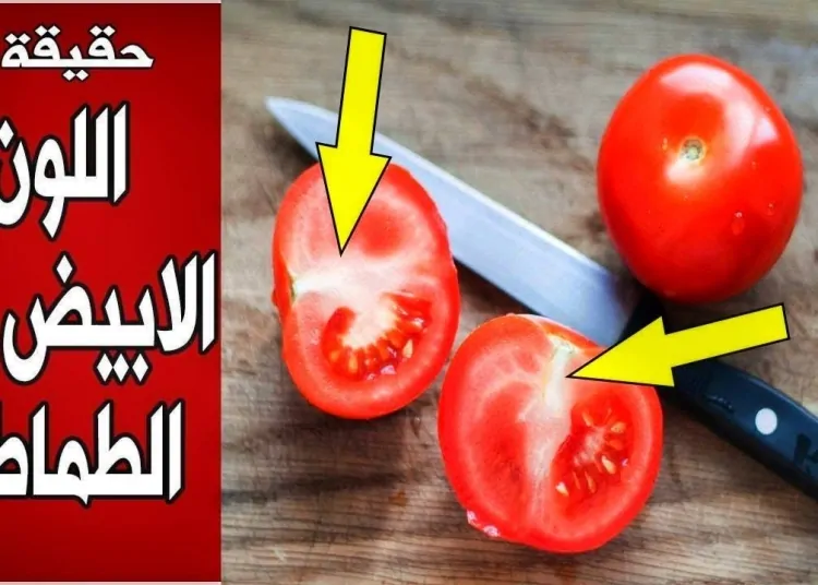 وزارة الزراعة توضح حقيقة انتشار طماطم مسرطنة بالأسواق بسبب لونها الأبيض من الداخل 1 حقيقة انتشار طماطم مسرطنة بالأسواق