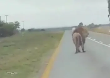أسد عملاق يقفز من مقطورة