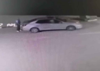 التخلص من كلاب حدائق الأهرام