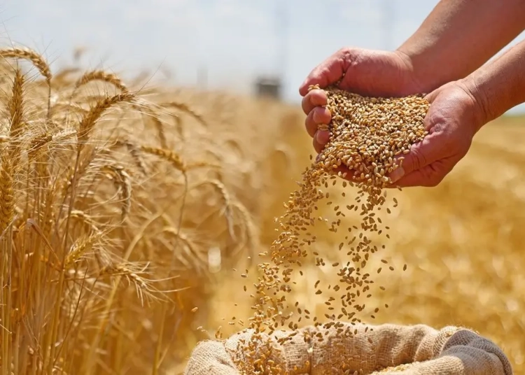 نقيب الفلاحين العالم على أعتاب حدث استثنائي اكتشاف جين يضاعف إنتاجية القمح يقضي على الجوع 1 نقيب الفلاحين