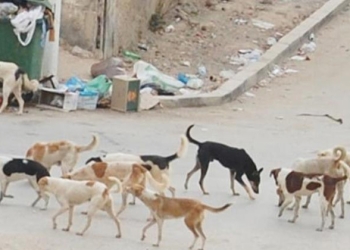 مليار و200 مليون جنيه لتحصين السعار كواليس الخطة الثلاثية للسيطرة على الكلاب الضالة 12 الكلاب الضالة