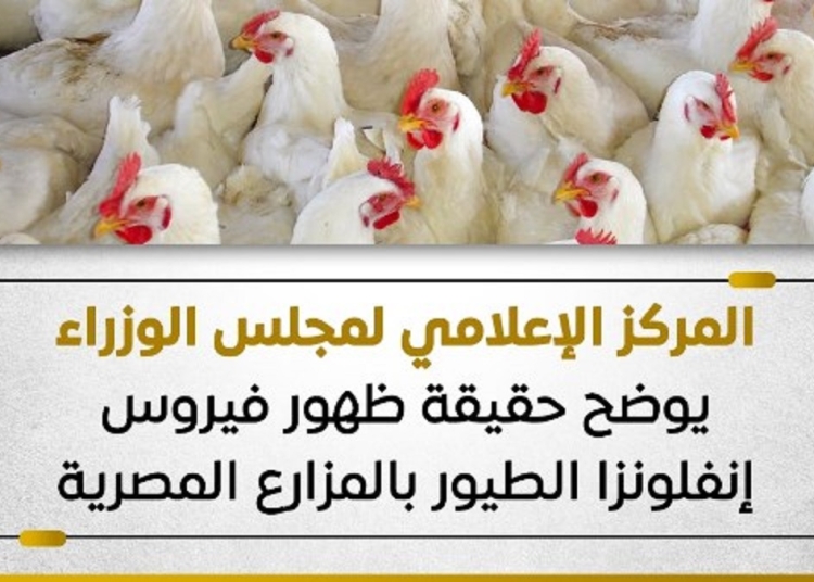 بيان الحكومة تكشف حقيقة ظهور فيروس إنفلونزا الطيور بالمزارع المصرية 1 حقيقة ظهور فيروس إنفلونزا الطيور بالمزارع المصرية