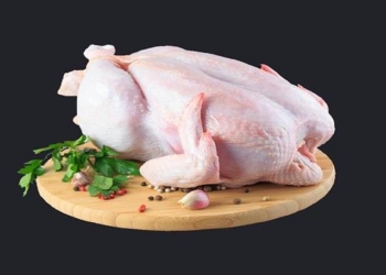 الدجاج
