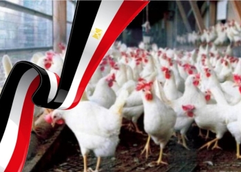بيان اتحاد منتجي الدواجن بعد القرارات الحكومية الأخيرة 9 اتحاد منتجي الدواجن