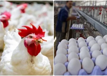 هبوط جديد في سعر الفراخ اليوم 24 مايو2026 بالأسواق انتهت الارتفاعات 12 قفزة جديدة بسعر الفراخ والبانيه اليوم