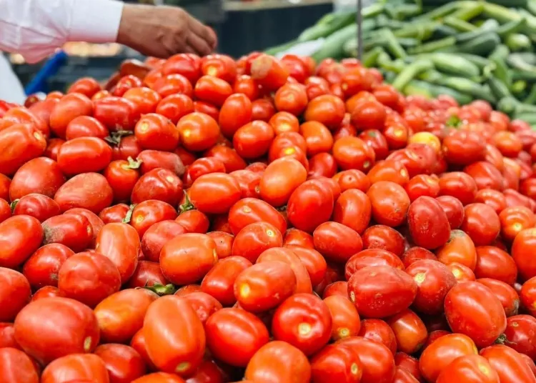 أسباب ارتفاع سعر الطماطم بالأسواق وموعد تراجعها 1 أسباب ارتفاع سعر الطماطم