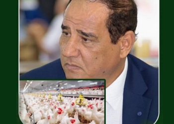 اتحاد منتجي الدواجن يوضح حقيقة انخفاض الأسعار في المستقبل القريب 10 اتحاد منتجي الدواجن يوضح حقيقة انخفاض الأسعار