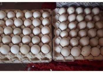 أسعار البيض