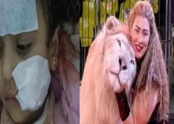 هجوم شبل على طفلة بالسيرك - واقعة سيرك العجوزة