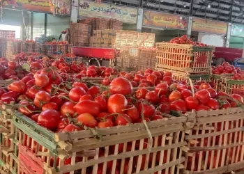 سعر الطماطم