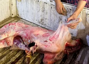 أختام مزورة للحوم الفاسدة في طنطا