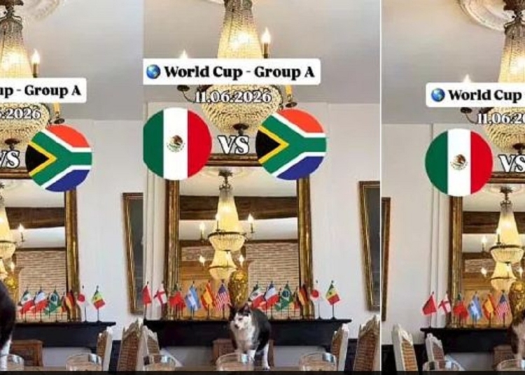 القط نيمبوس يتحدى التوقعات ويفجر مفاجأة حول هوية الفائز في افتتاحية مونديال 2026 1 توقعات القط نيمبوس