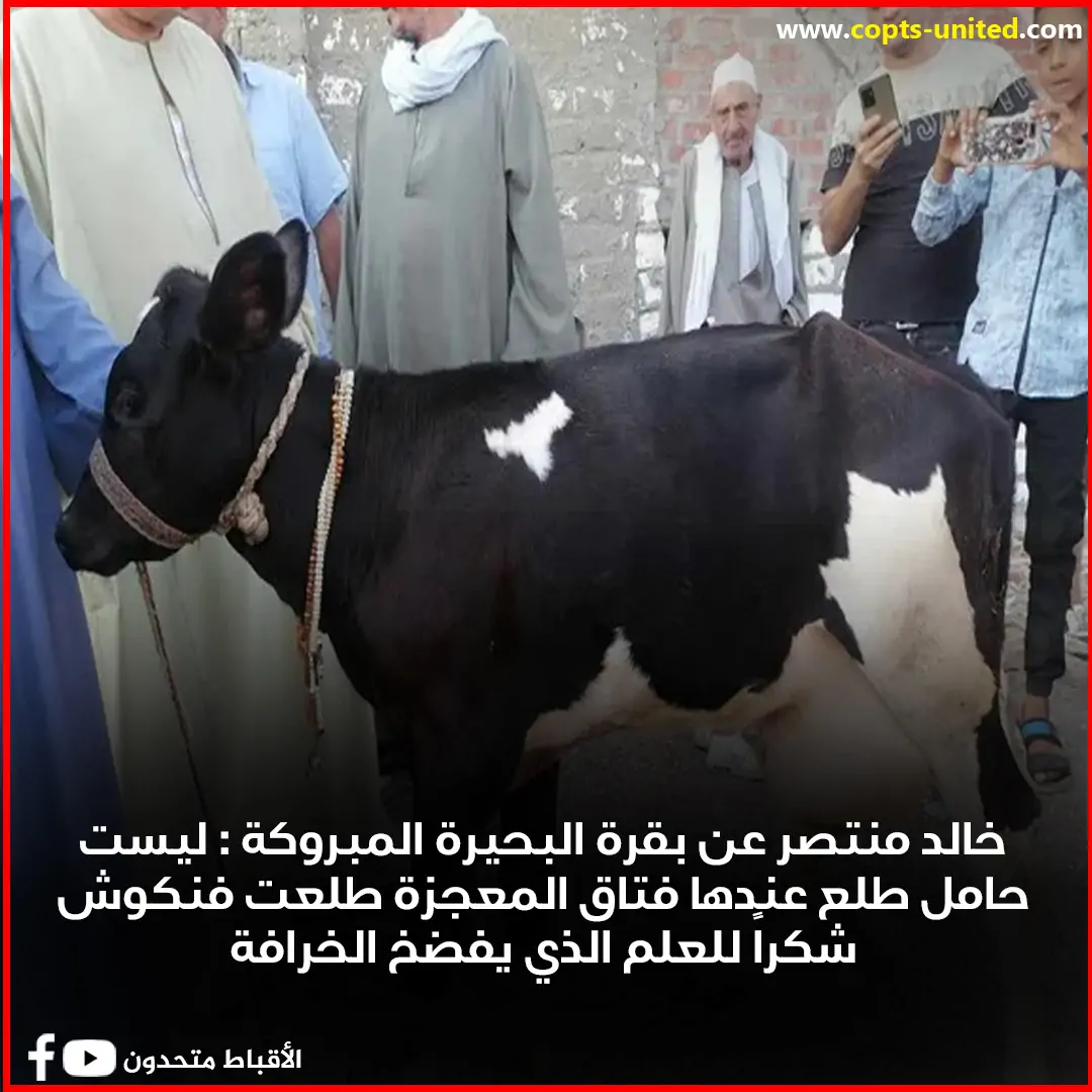 خالد منتصر عن البقرة المبروكة بالبحيرة عمرها 4 شهور كفاية جهل و هطل وهرتلة 3 خالد منتصر عن البقرة المبروكة
