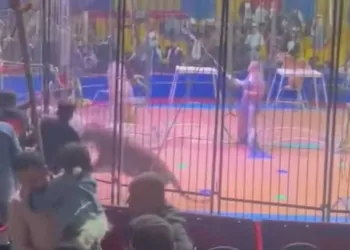 تفاصيل حادث النمر المفترس