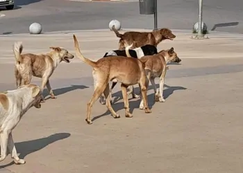 أزمة الكلاب الضالة