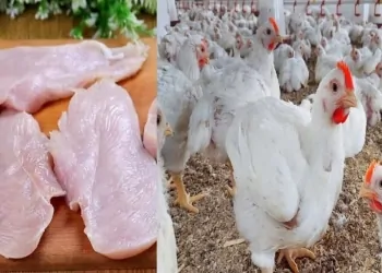 أسعار الفراخ والبانيه