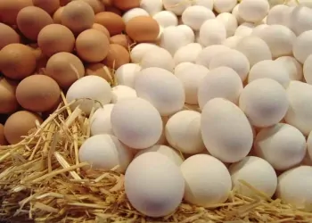 البيض الأحمر والأبيض