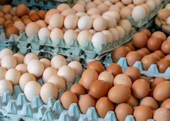 سعر كرتونة البيض