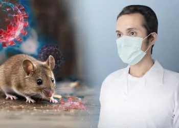 7 إجراءات للوقاية من فيروس هانتا الفتاك تحددها الصحة العالمية 8 بارقة أمل وسط فحوص العزل الصحي